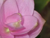 Curcuma