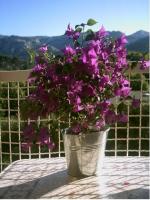 Bougainvillé