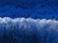 Le blanc de l'hiver