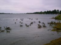 Canards
