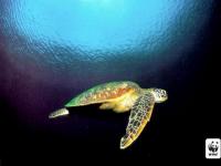 Tortue nageuse
