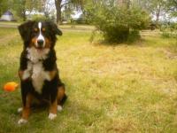 Spottie