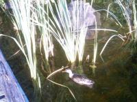 Canard solitaire
