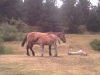 Chevaux Forêt d'Osseja