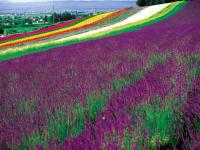 Fleurs colorées