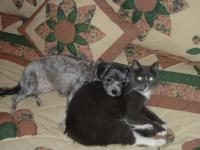 Cocotte et Grizounne