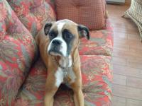 maya sur le sofa
