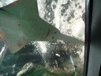 requin scie