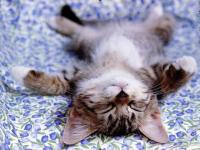 chaton