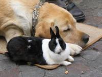 Rouen : couple insolite