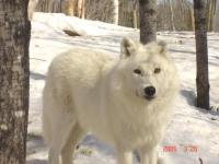loup