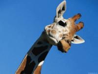 Girafe