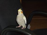 Bébé Kiwi