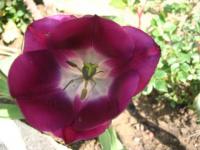 Tulipe coeur bleu