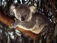 Koala dans l'arbre