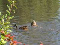 Duo de canards
