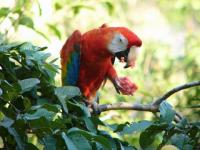Loro (Colombie)
