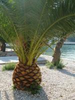 Ananas géant