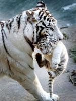 Tigre blanc avec son petit