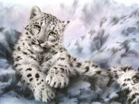Neige félin