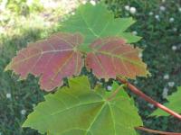 Feuilles