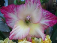 Beau glaïeul rose