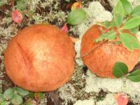 Champignons  chez moi
