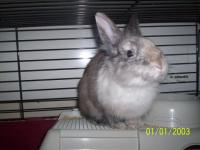 Lilou