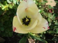 Tulipe coeur noir