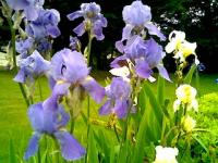Iris en bretagne