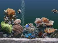 Poissons tropicaux