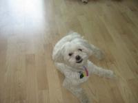 Bichon maltais