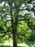 Vieil arbre