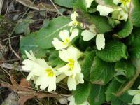 Fleur d'hiver