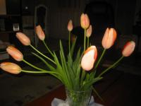 De belles Tulipes
