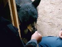 Ours et lorris