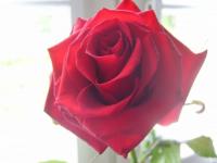 Rose rouge lou