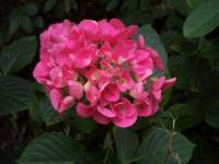 Hortensia rose