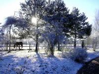 Cheval dehors