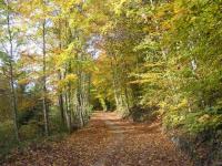 Automne à l'Arboretum
