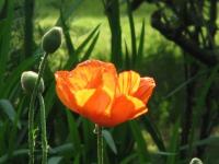 Transparence du coquelicot