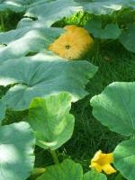 Au jardin