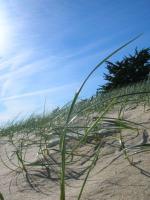 Herbe