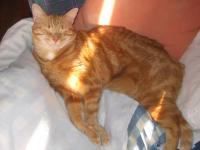 Rouky the best cat