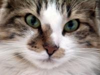 Chatounet