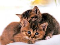 Les chatons mignons