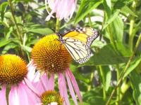 Monarque