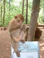 La montagne des singes 2