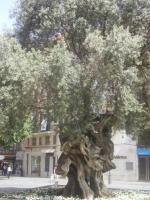 L'olivier
