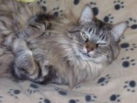 Le chat Porto